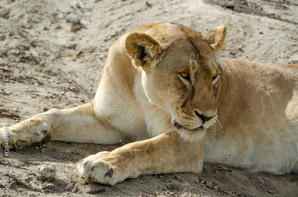 A lioness lies on the ground in Serengeti National Park, Tanzania, Africa.
A lioness lies on the ground in Serengeti National Park, Tanzania, Africa.