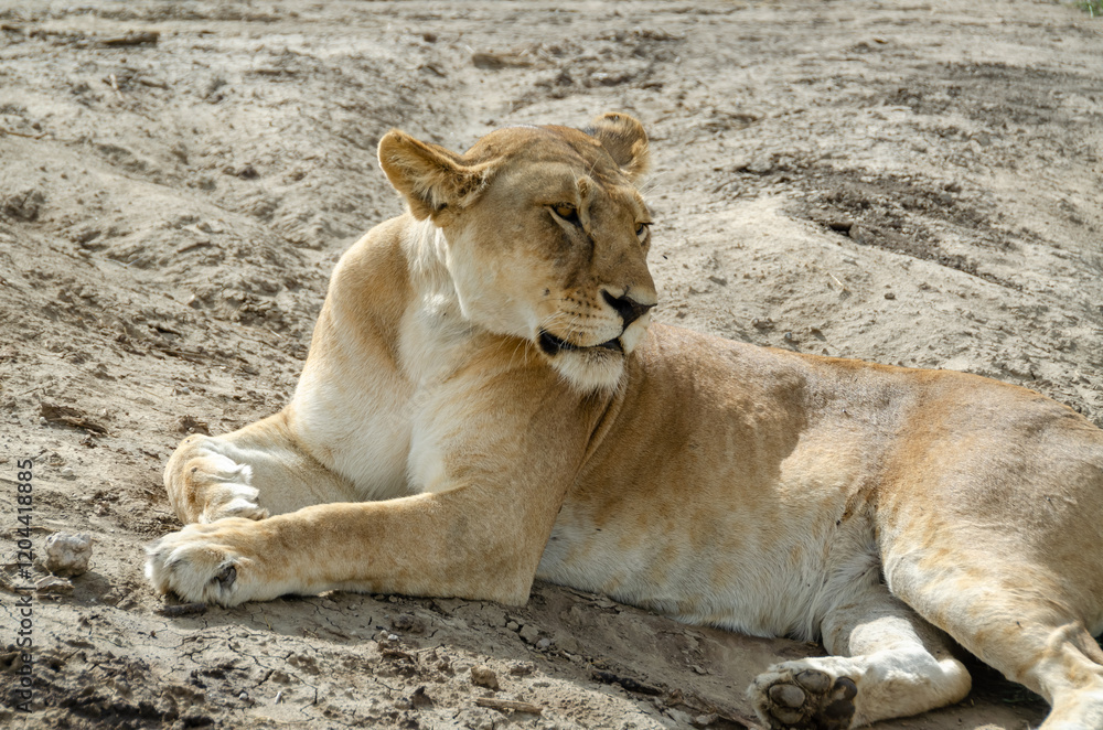 A lioness lies on the ground in Serengeti National Park, Tanzania, Africa.
A lioness lies on the ground in Serengeti National Park, Tanzania, Africa.