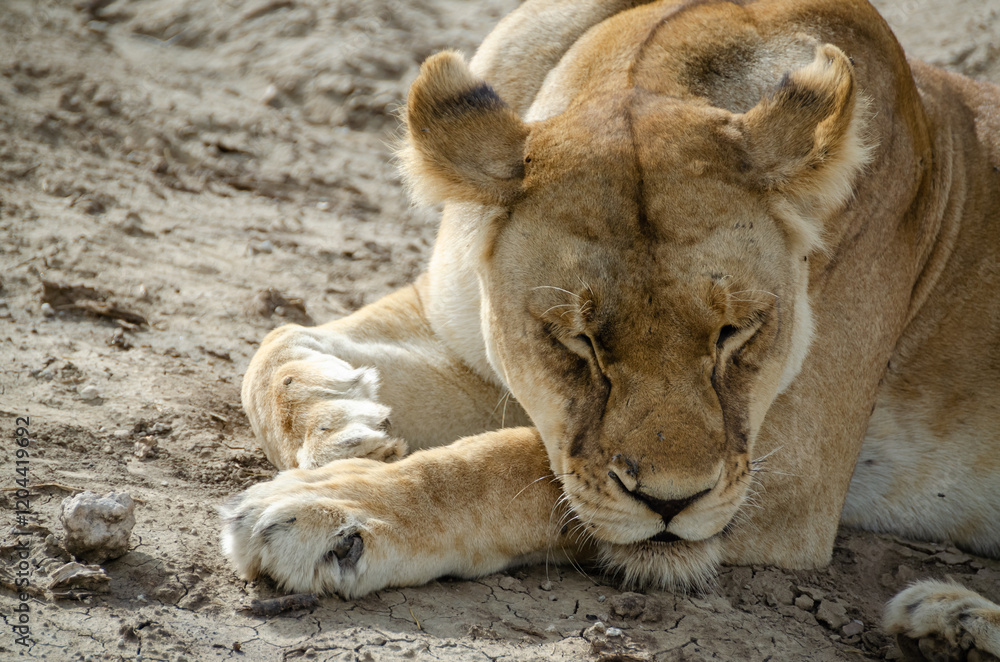 Naklejka premium A lioness lies on the ground in Serengeti National Park, Tanzania, Africa.