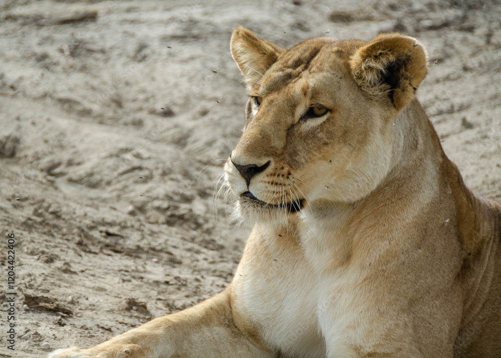 A lioness lies on the ground in Serengeti National Park, Tanzania, Africa.
A lioness lies on the ground in Serengeti National Park, Tanzania, Africa.