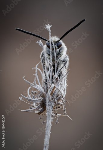 Wasp.Focus stacking.(Campsomeriella thoracica) photo