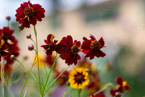 Obraz na płótnie Creopsis tinctoria garden golden tickseed bright yellow and red flowers in bloom, calliopsis ornamental flowering plant w salonie