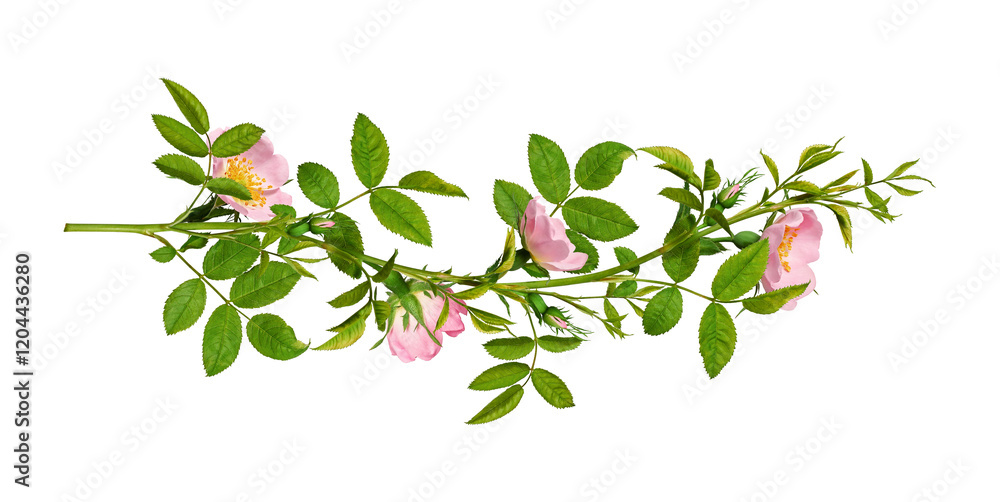 Obraz premium Vintage floral arrangement, collage. Green branches of Dog rose (Rosa canina) with pink flowers isolated on white background. Design element for floral arrangements, frames, garlands.