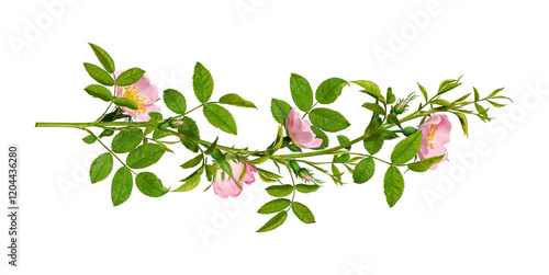 Vintage floral arrangement, collage. Green branches of Dog rose (Rosa canina) with pink flowers isolated on white background. Design element for floral arrangements, frames, garlands.