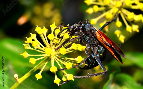 wasp sipping nectar on an ivy flower photo