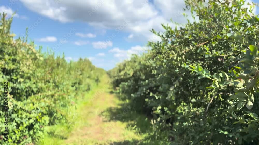 Blueberry farm with a gentle breeze under the blue sky in summer in Auckland, New Zealand. Blueberry farm with a gentle breeze under the blue sky in summer in Auckland, New Zealand.