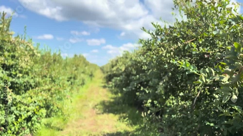 Wallpaper Mural Blueberry farm with a gentle breeze under the blue sky in summer in Auckland, New Zealand. Torontodigital.ca