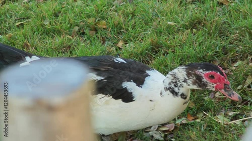 A muscovy duck female walking outside on the grass. photo