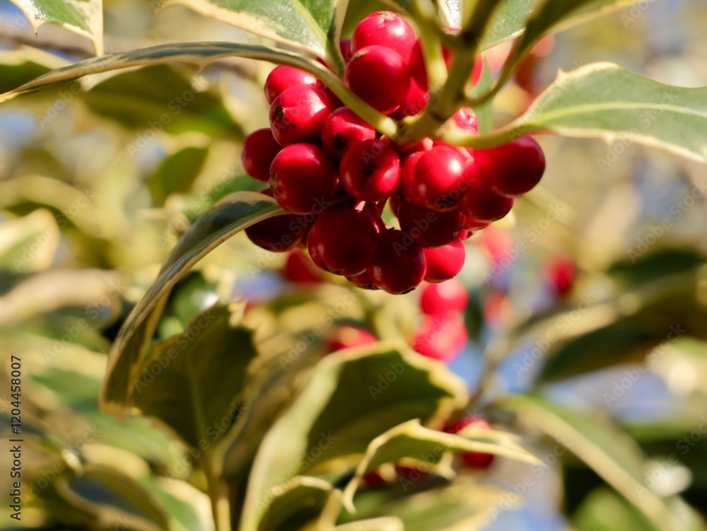 Red berries on branches of the holly (Ilex aquifolium) variegated cultivar, common holly, English holly, European holly, or Christmas holly. France Red berries on branches of the holly (Ilex aquifolium) variegated cultivar, common holly, English holly, European holly, or Christmas holly. France