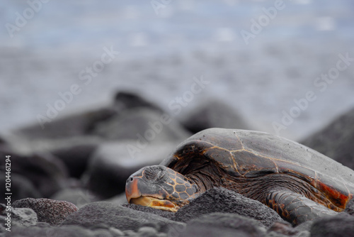 Hawaiian green sea turtle with black carapace (shell) and yellow plastron lines is resting on volcanic black rocks in the Pacific ocean coast. Punalu'u beach, Big island, Hawaii, the USA. photo