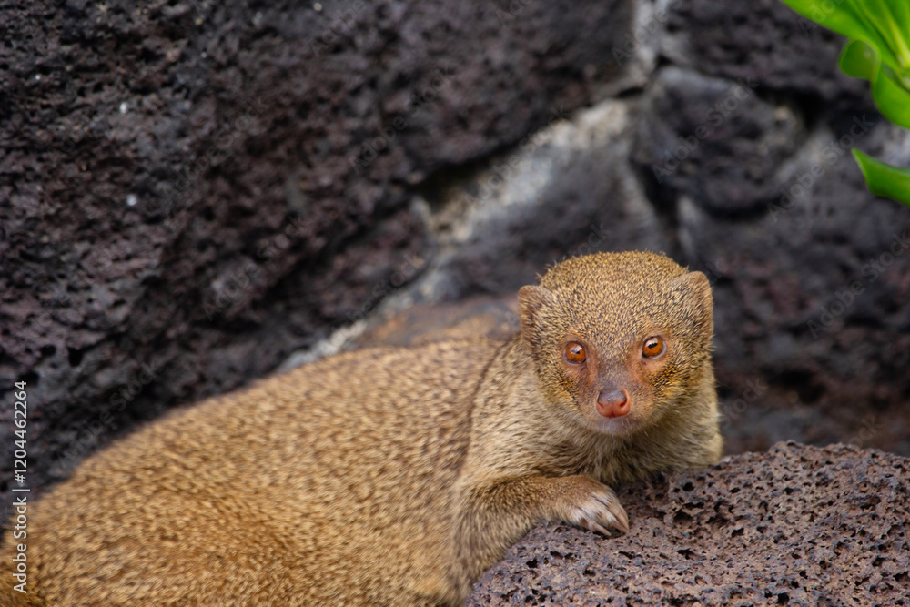 Cute furry Small Asian mongoose is resting among black volcanic rocks in the garden, invasive species in Hawaii islands. Cute furry Small Asian mongoose is resting among black volcanic rocks in the garden, invasive species in Hawaii islands.
