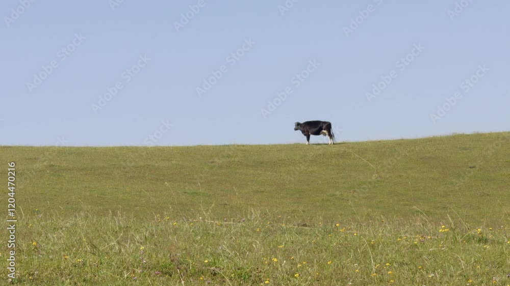 Black and white dairy cow grazing on verdant meadow, surrounded by small yellow wildflowers, looking around during bright sunny summer day with distant trees forming pastoral landscape background
Black and white dairy cow grazing on verdant meadow, surrounded by small yellow wildflowers, looking around during bright sunny summer day with distant trees forming pastoral landscape background