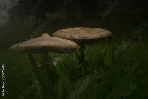 Dark Rainy Mushrooms