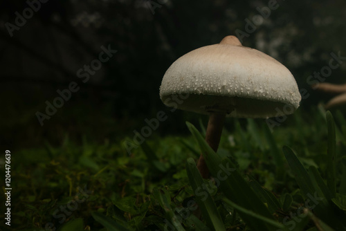 Dark Rainy Mushrooms