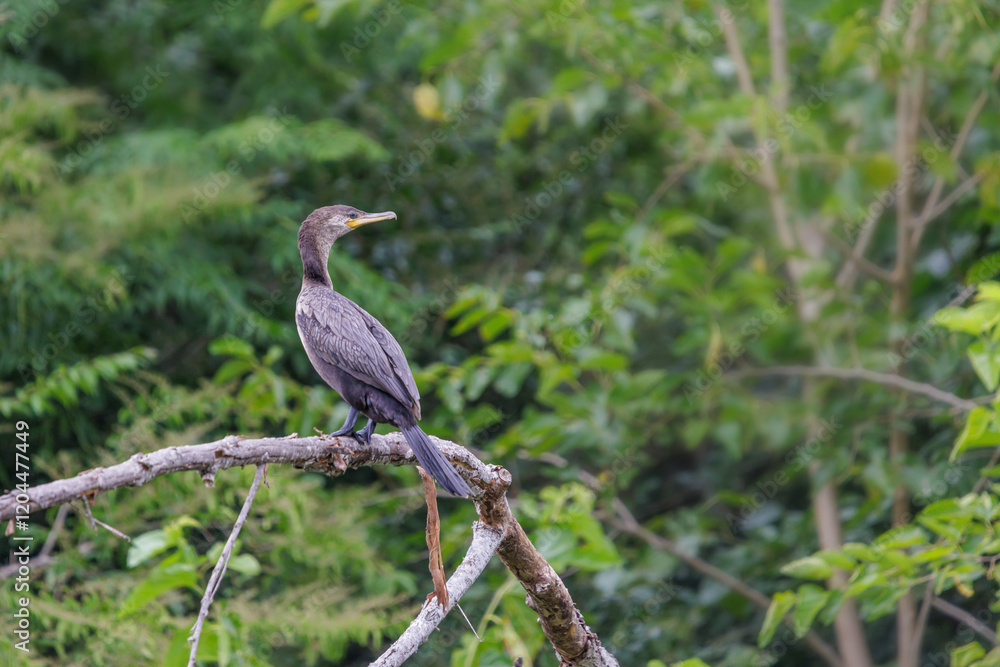 Fototapeta premium Neotropic Cormorant (Phalacrocorax brasilianus) perched on a branch over a lagoon full of vegetation.
