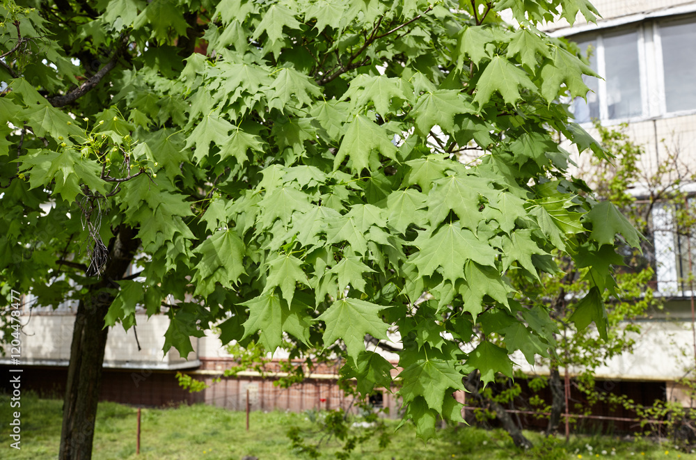 Leaves of maple at spring. Selective focus, blurred background Leaves of maple at spring. Selective focus, blurred background