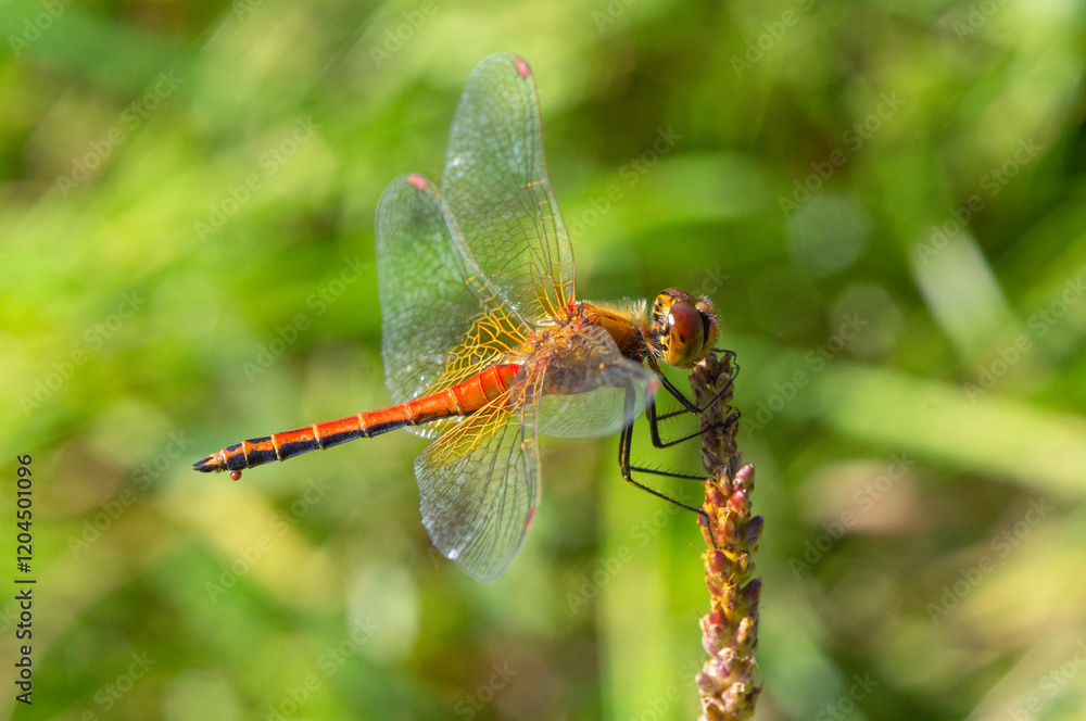 Red dragonfly on branch close-up on green background. Summer season meadow. Red dragonfly on branch close-up on green background. Summer season meadow.
