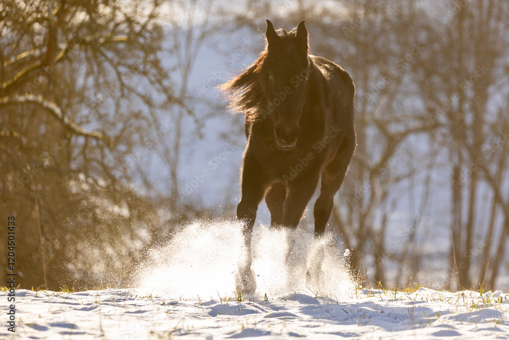 Obraz premium Pferd galoppiert im Schnee