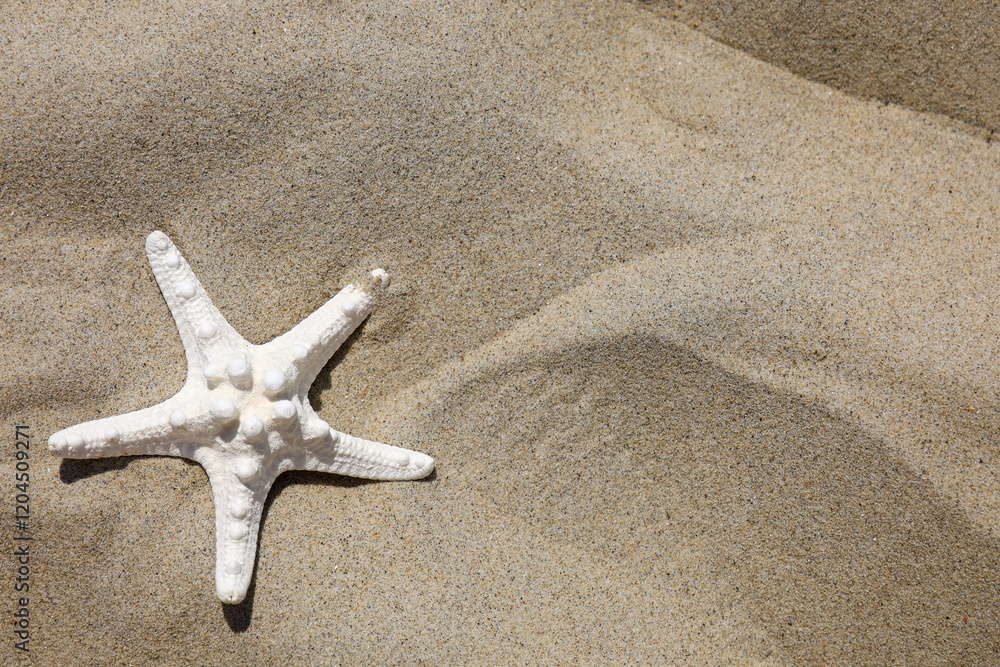 A starfish shell on the sand with copy space. A starfish shell on the sand with copy space.