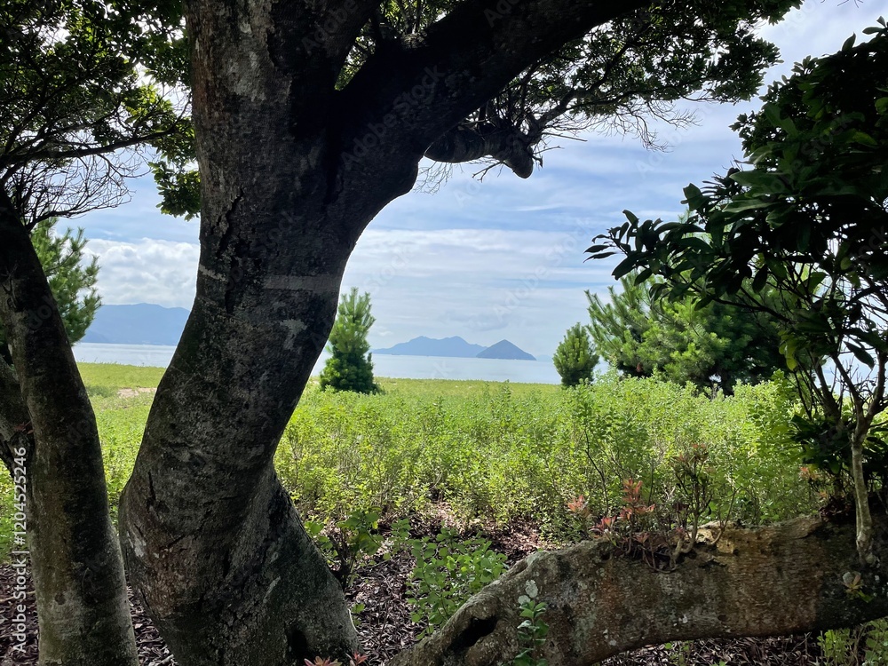 Fototapeta premium Sea View Through Tree Branches in Green Coastal Landscape