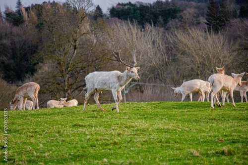 Schilderij op canvas The white deer of Mallow Castle, Co. Cork