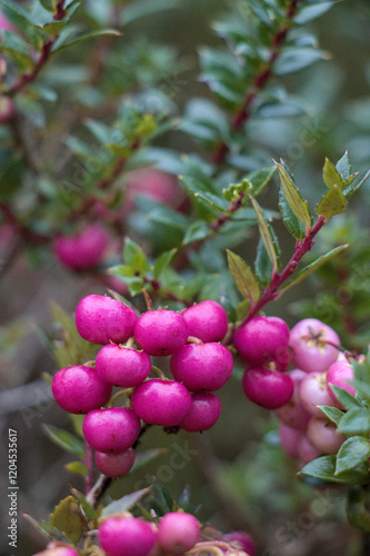 Obraz na płótnie wild berries w salonie