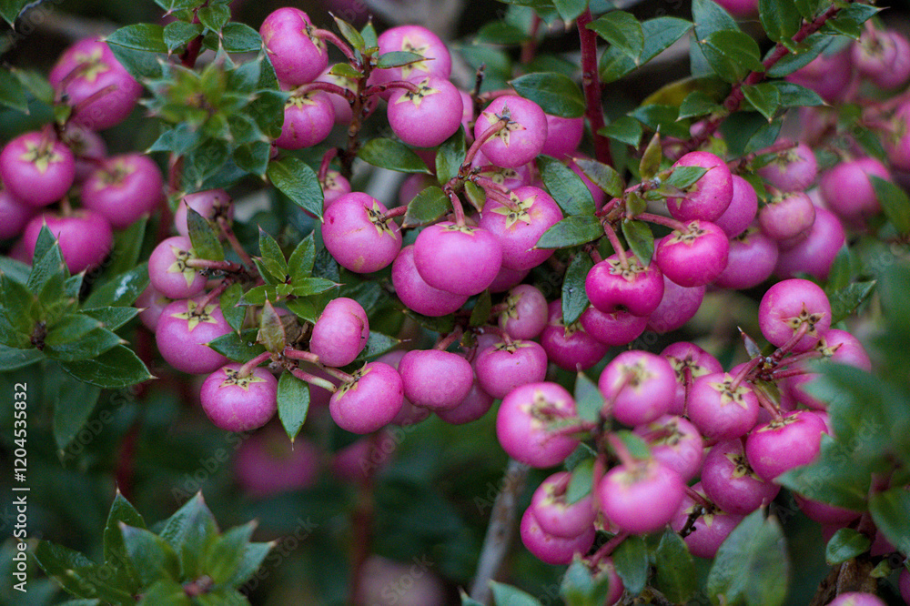 bunch of berries