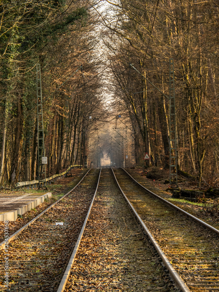 Fototapeta premium Tranvia rail en Frankfurt atravesando los bosques
