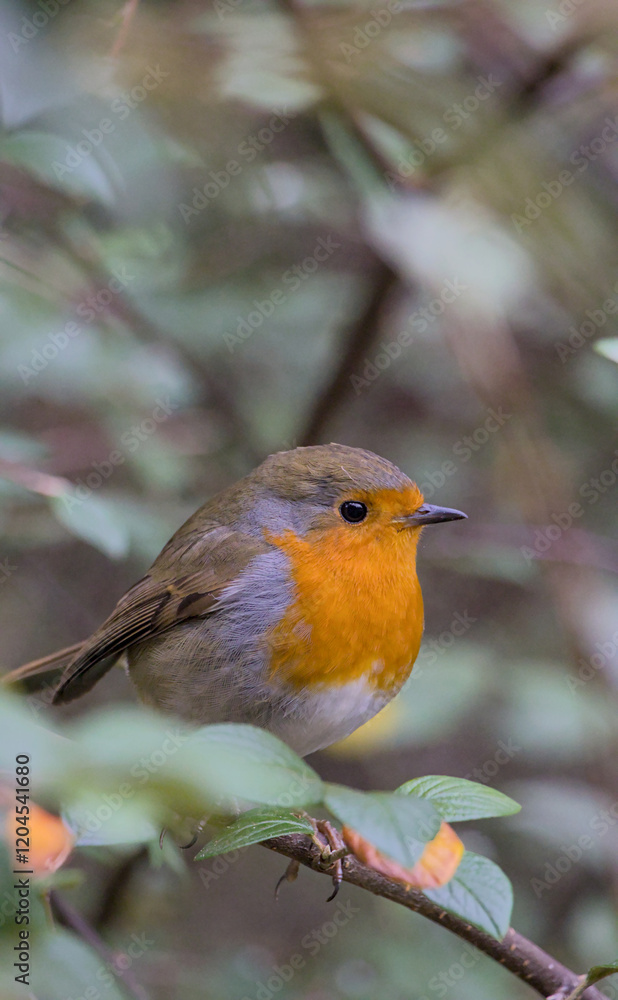 robin on a twig