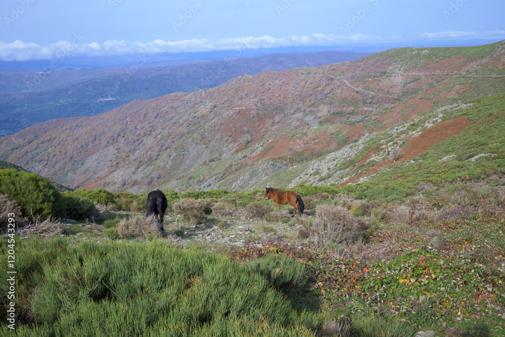 Free horses in a high mountain area in spring, horizontal Free horses in a high mountain area in spring, horizontal