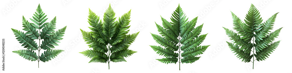 Fern Leaf Collection – Elegant Botanical Design in Various Arrangements – Isolated on Transparent Background