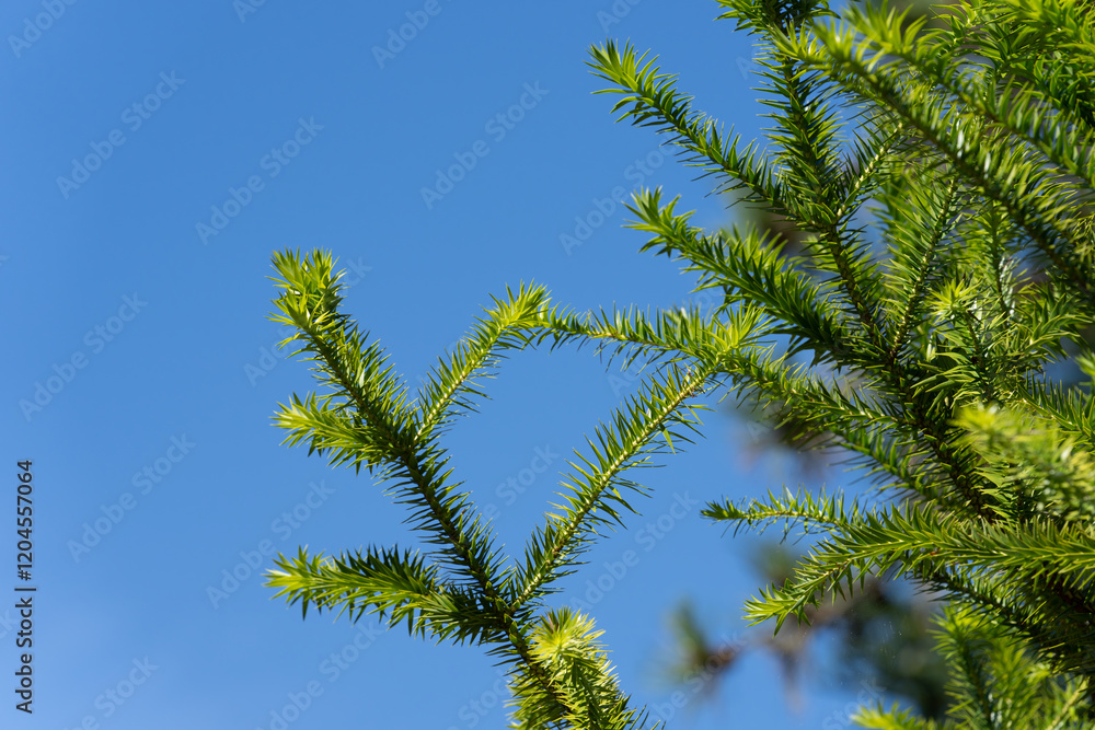 Parana pine tree foliage against blue sky Parana pine tree foliage against blue sky