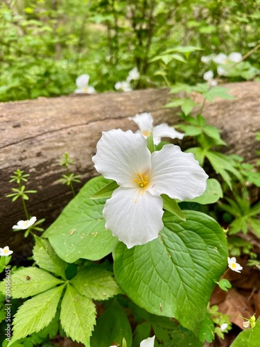 Konstfotografi Great white trillium flower