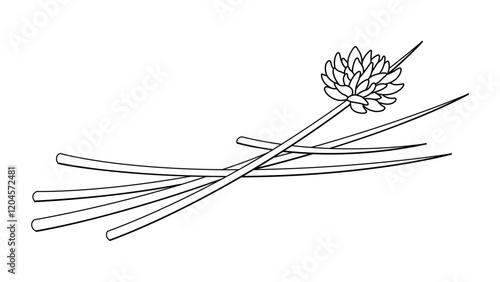 Chives Illustration with Varied Width Stroke Isolated Vector Art