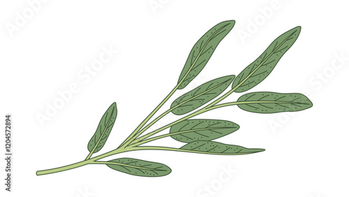 Sage Illustration Colored with Same Width Stroke Isolated Vector Art