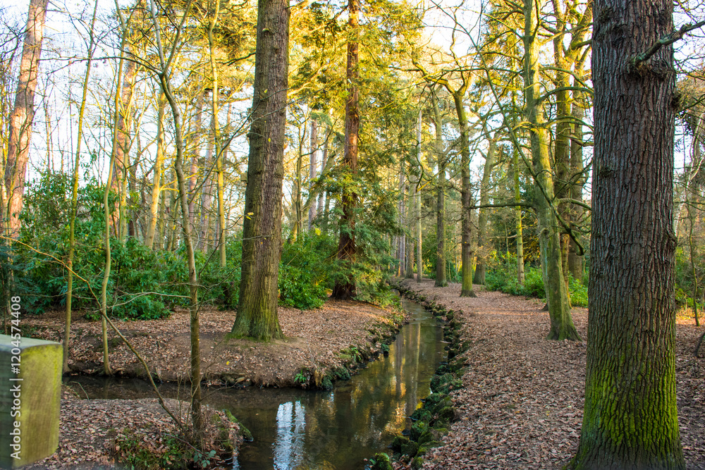 Obraz premium A brook flowing through a forest in autumn.