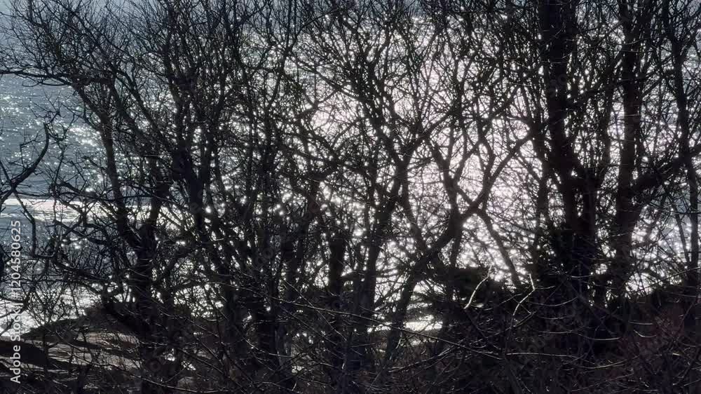 Oceanside Surf Sunlight Shimmering Sagebrush