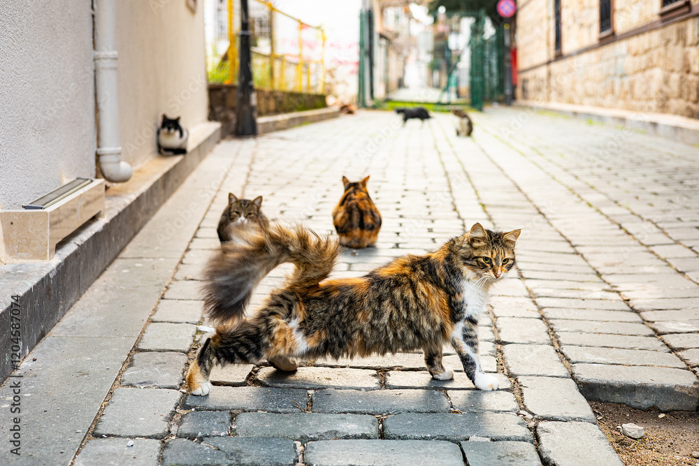 Stray cats roaming a cobblestone alley in a sunlit urban setting Stray cats roaming a cobblestone alley in a sunlit urban setting