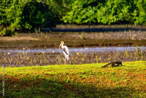 Yellow-Billed Stork and Monitor Lizard Sharing Habitat photo