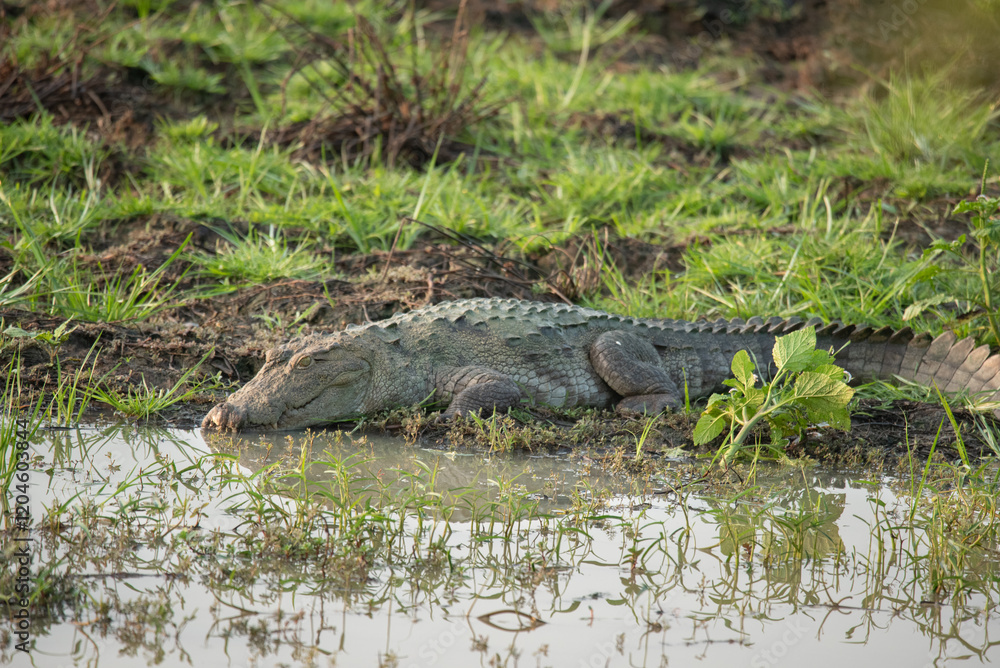 Crocodile in Yala National Park, Sri Lanka Crocodile in Yala National Park, Sri Lanka
