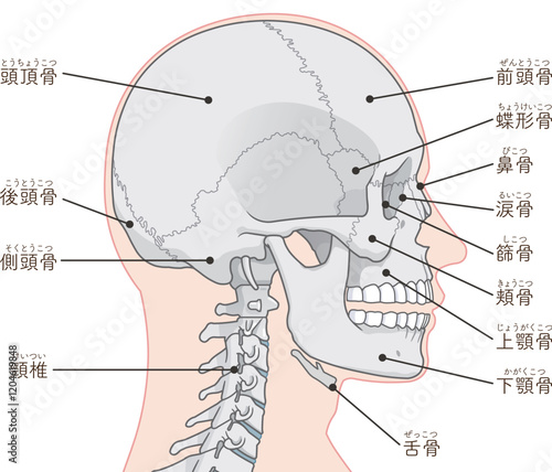 頭蓋骨のイラスト Skull illustration