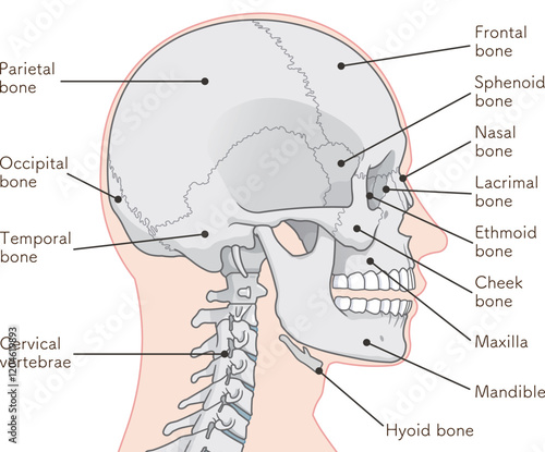 頭蓋骨のイラスト Skull illustration