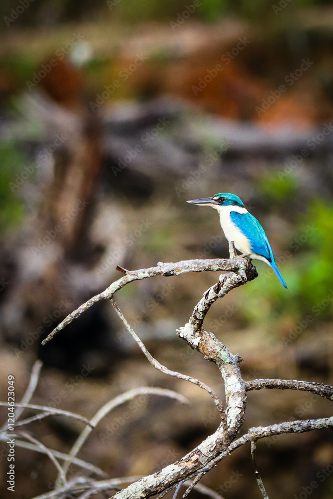 small kingfisher bird resting on dead tree branch in natural habitat