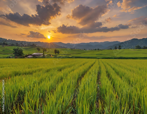 sunset over the field