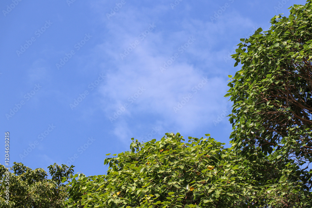 Fototapeta premium green tree and blue sky