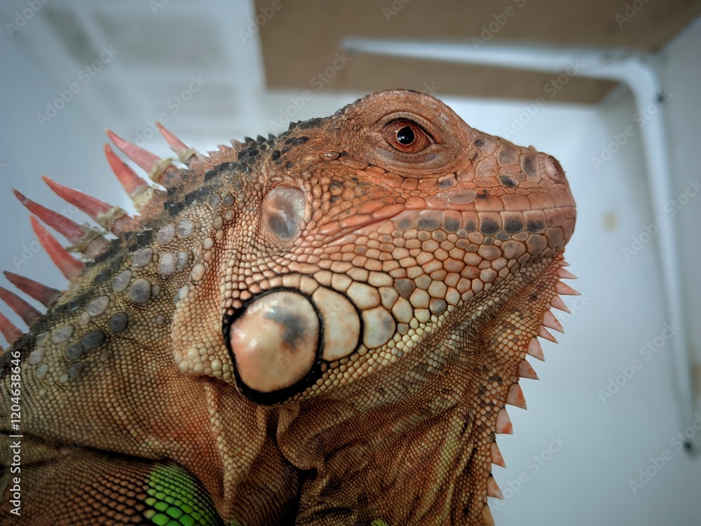 Obraz premium Photograpic close up iguana head at home