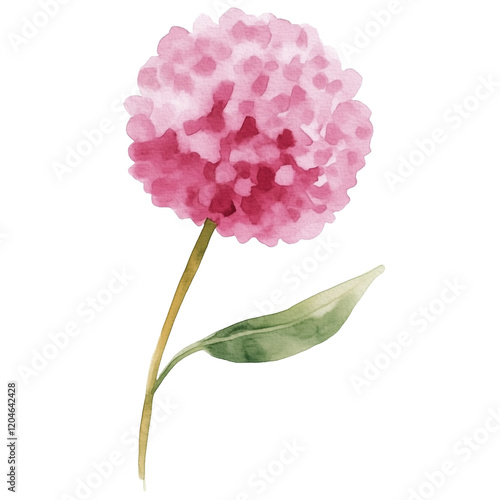 simple watercolor illustration of A purple Globe Amaranth