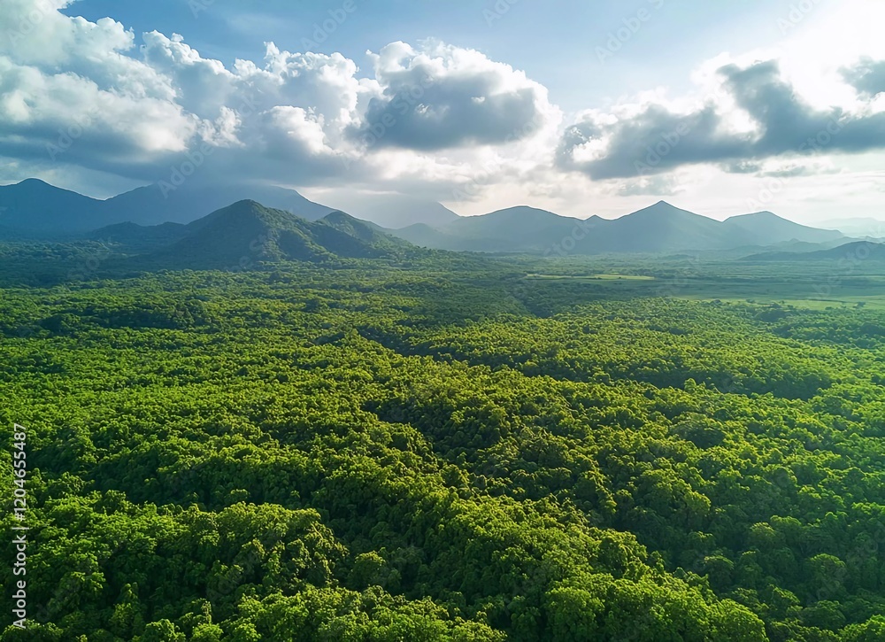 Aerial view of a green forest with mountains in the background, clouds, and sunlight on a summer day. Aerial view of a green forest with mountains in the background, clouds, and sunlight on a summer day.