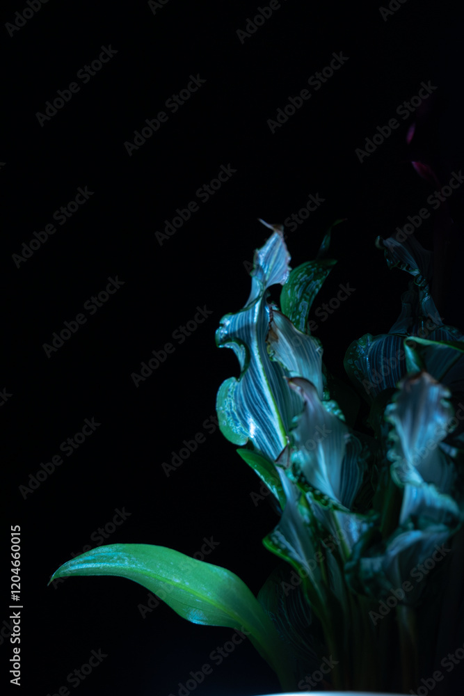 Fototapeta premium 暗闇に浮かび上がる緑葉の植物アート写真