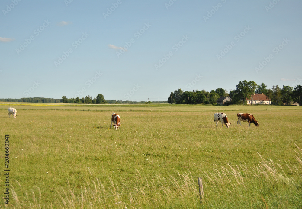 Cows grazing in a field near Kuldiga, Latvia on a sunny summer day Cows grazing in a field near Kuldiga, Latvia on a sunny summer day